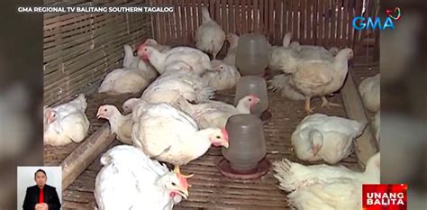 epekto ng belamyl sa manok|Ilang alagang manok, nangamatay dahil sa init ng panahon .